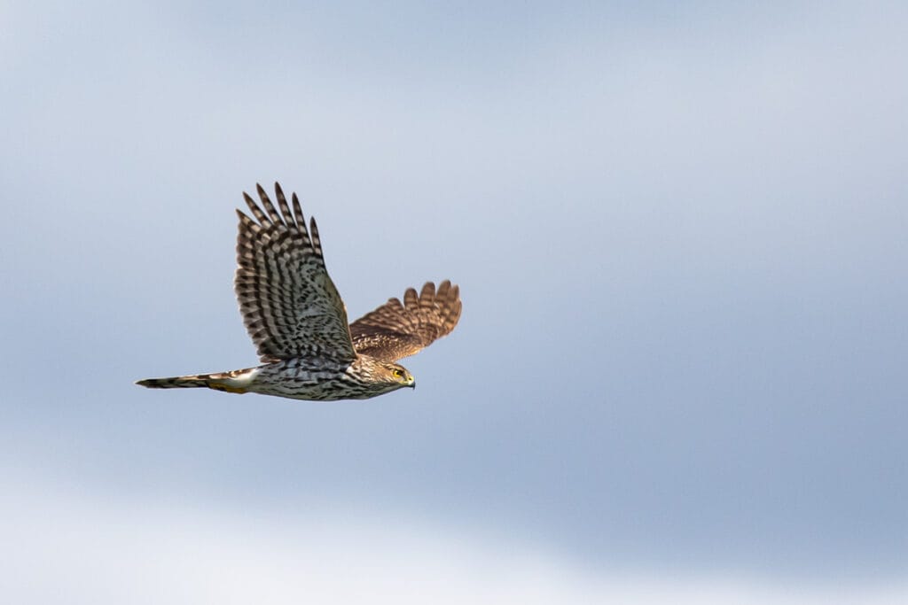 sharp shinned hawk flying