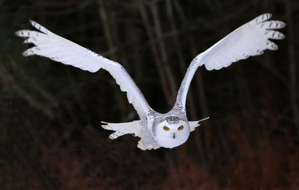 snowy owl flying at night