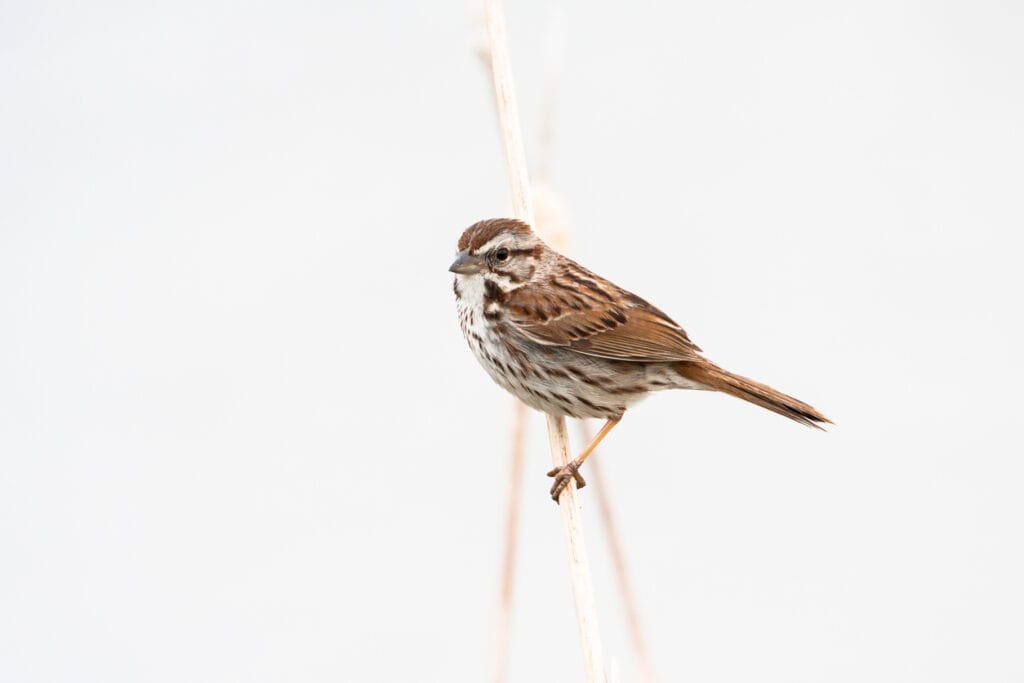 song sparrow in winter