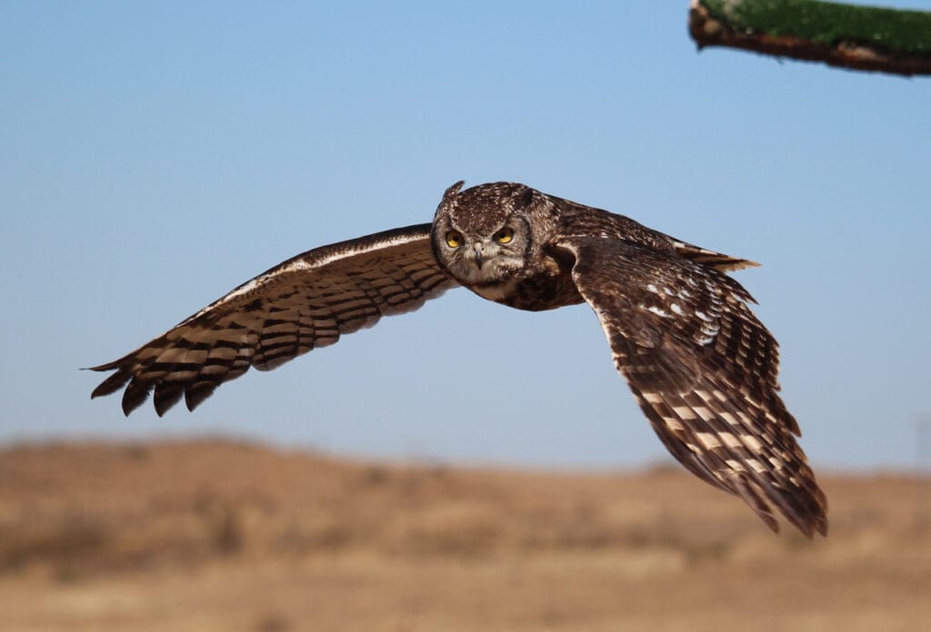 spotted eagle owl