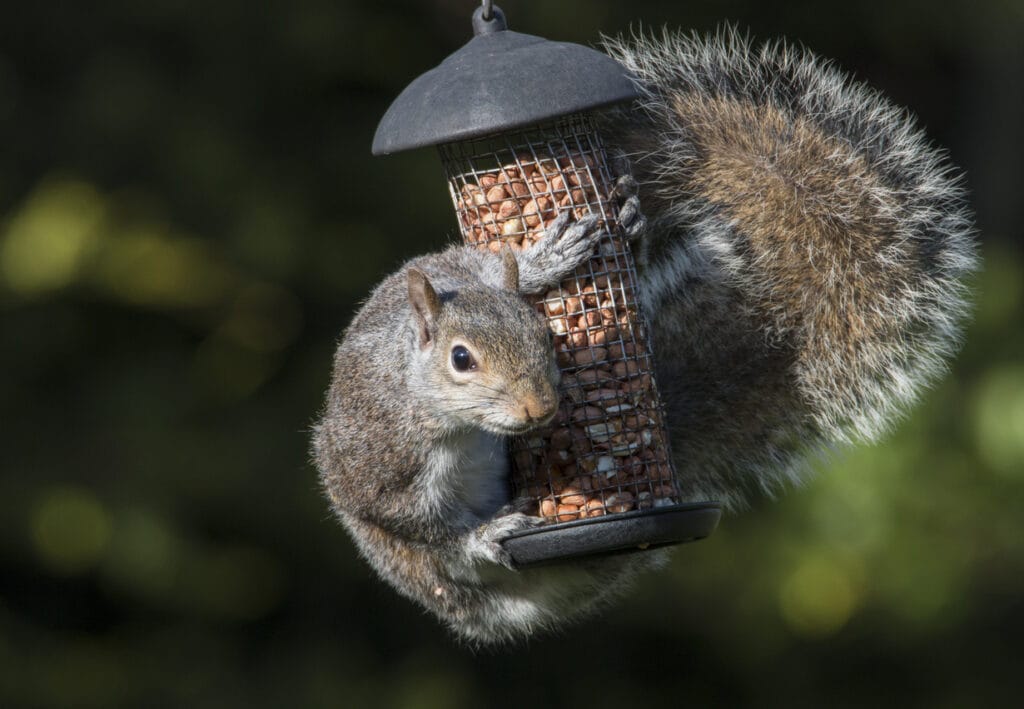 squirrel hanging from feeder