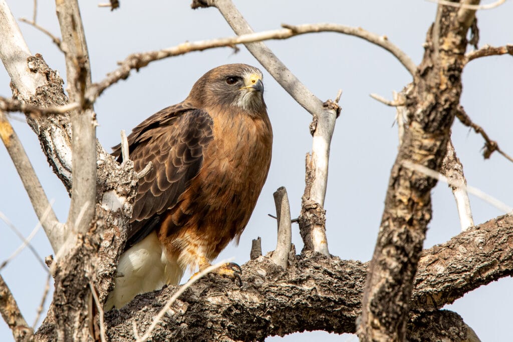 swainsons hawk in a tree