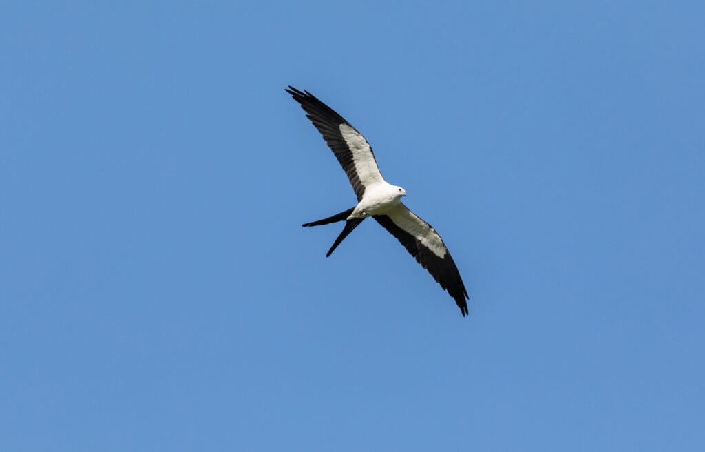 swallow-tailed kite flying