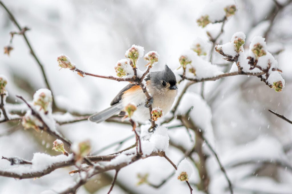 tufted titmouse in massachusetts