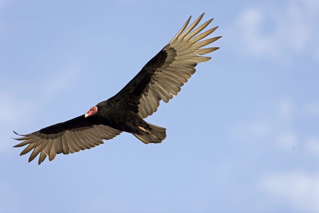 turkey vulture flying