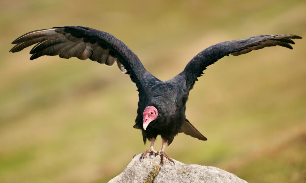 Turkey vulture with open wings warming on a stone