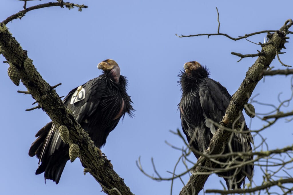 two california condors