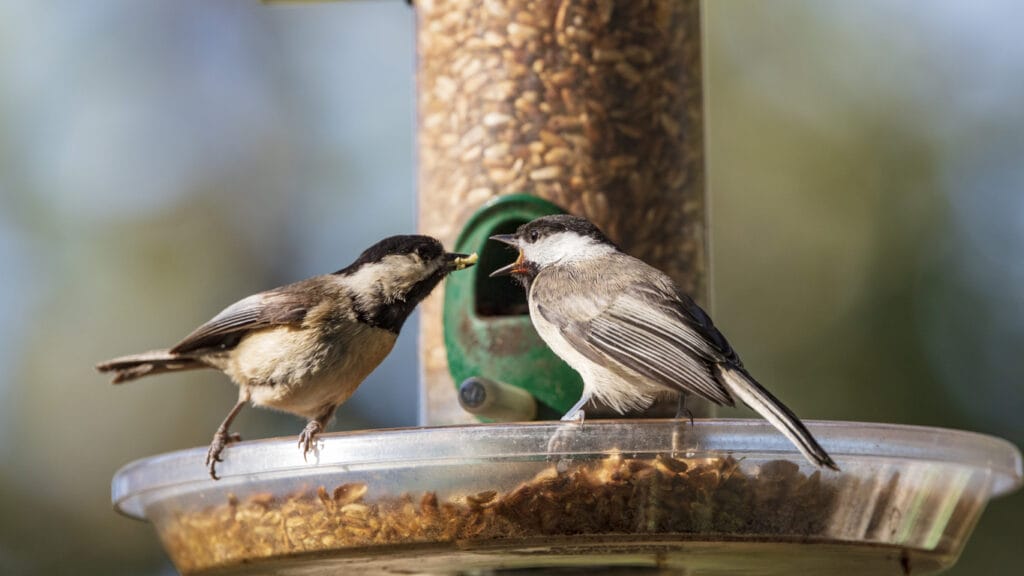 two carolina chickadees