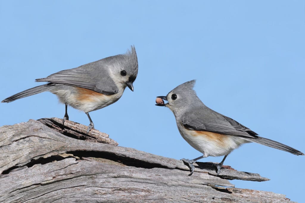 tufted titmouse with nut