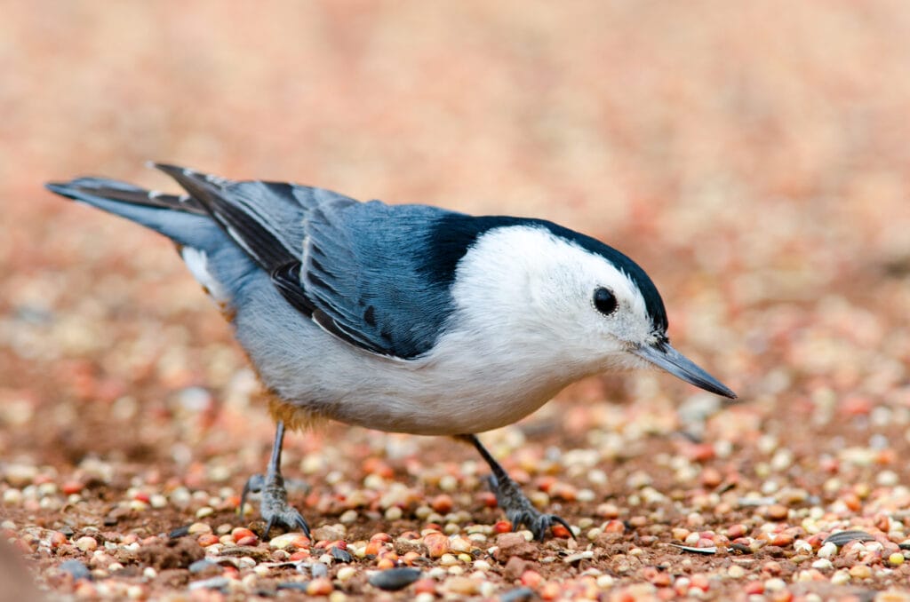 white breasted nuthatch