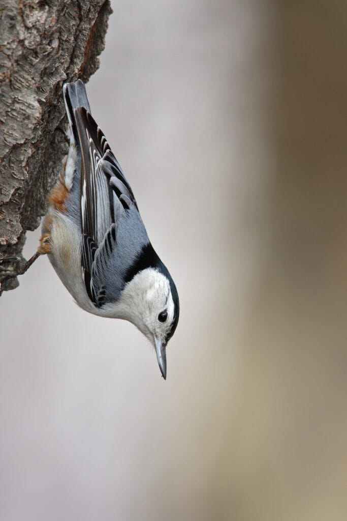 white breasted nuthatch in tree