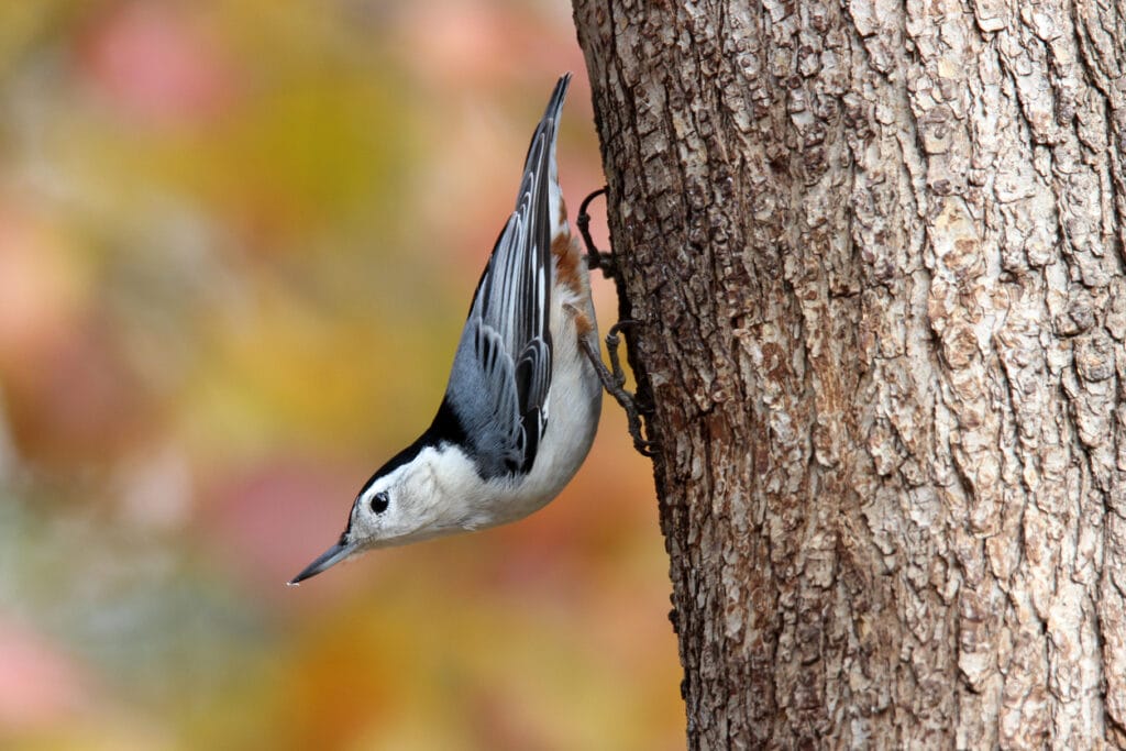white breasted nuthatch walking down a tree