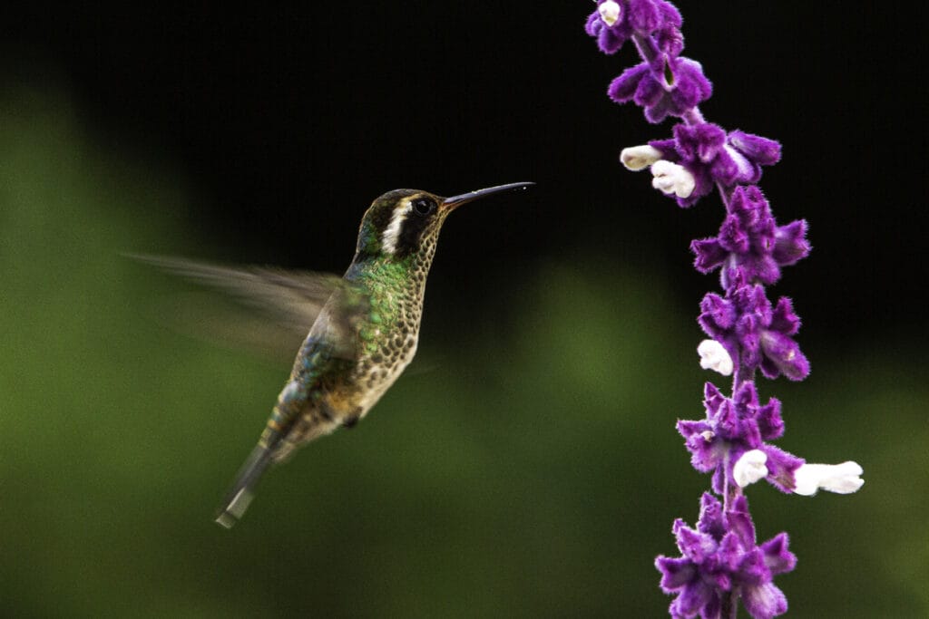 white eared hummingbird flying