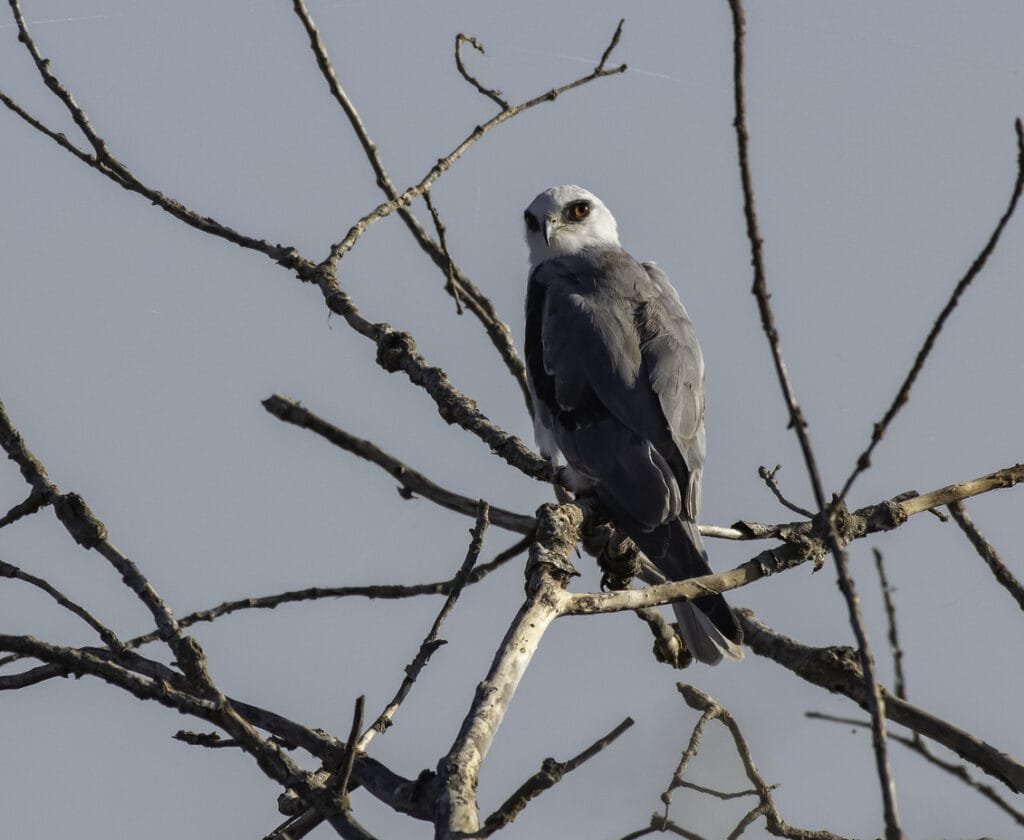 white tailed kite in a tree