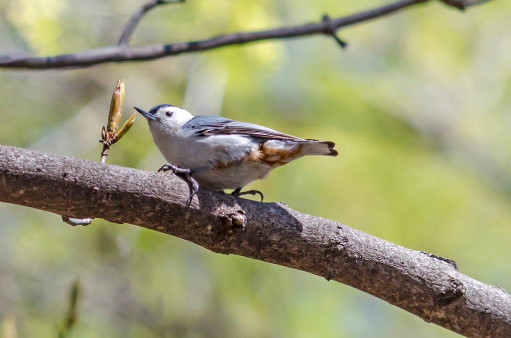 whtie breasted nuthatch in a tree