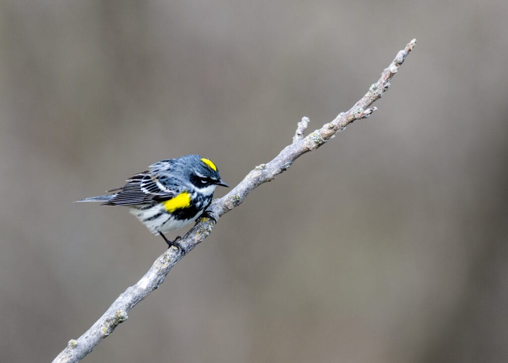 yellow-rumped warbler