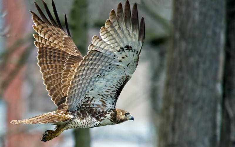 Massachusetts birds of prey