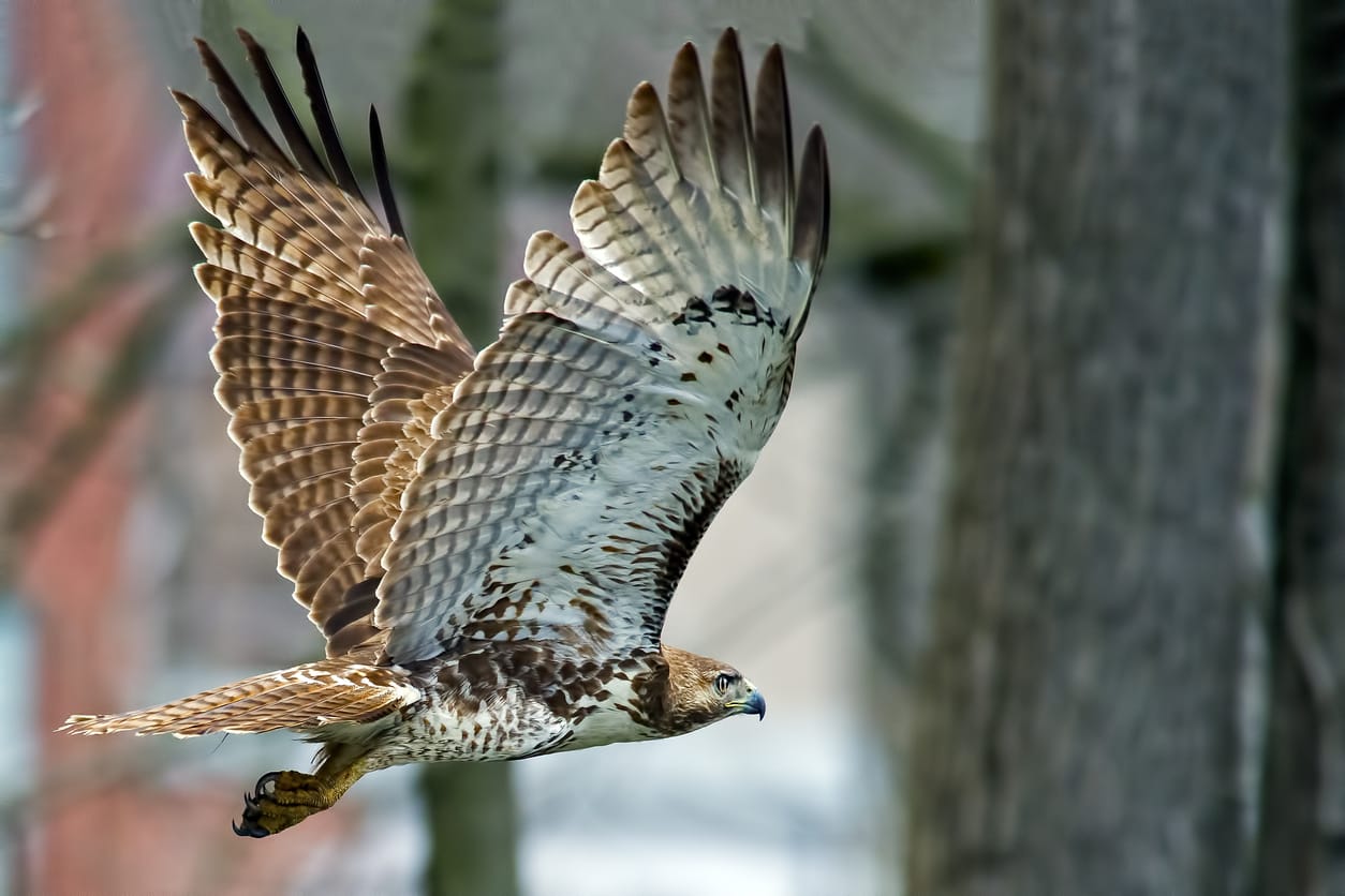 Massachusetts birds of prey