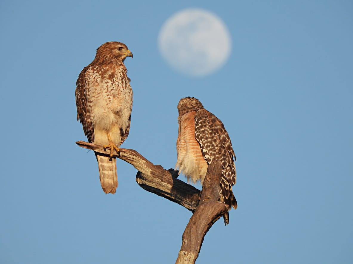 Tennessee Birds of Prey 26 Most Common Species with Pictures