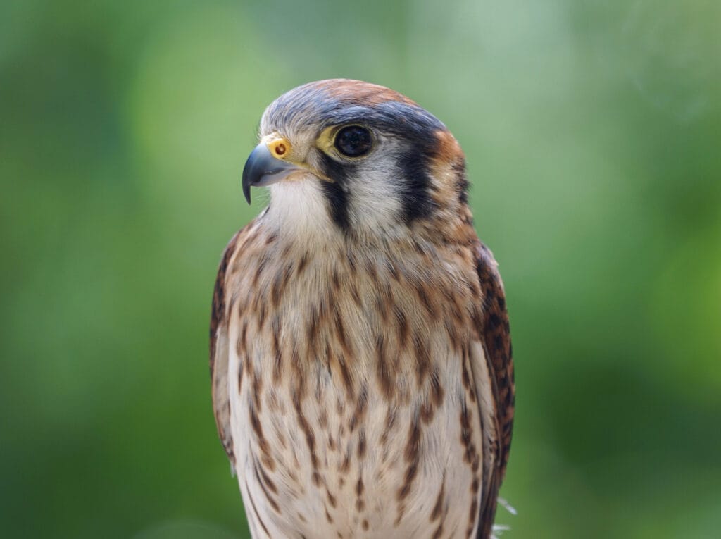 american kestrel close up