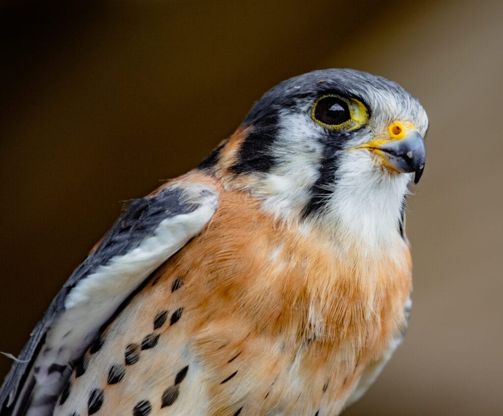 American kestrel perched