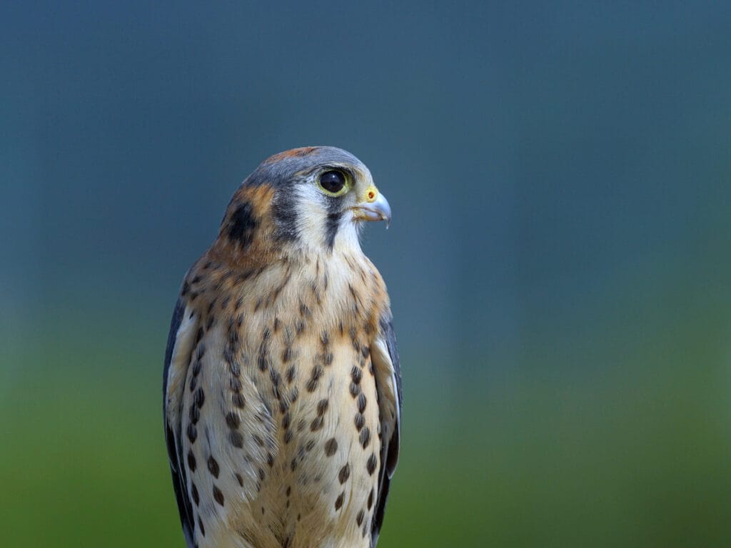 american kestrel close up