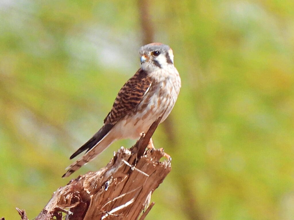 american kestrel on a stump