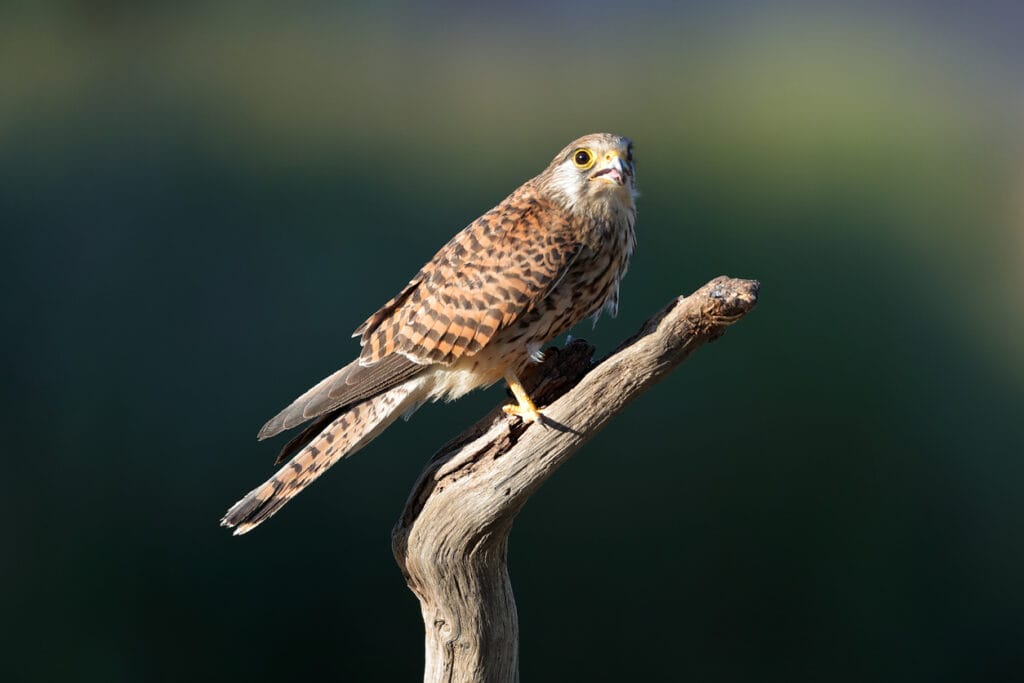 american kestrel perched