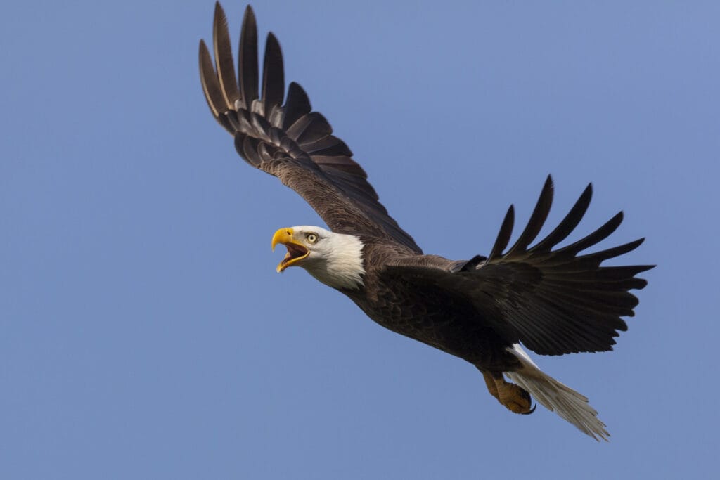 Bald Eagle in flight