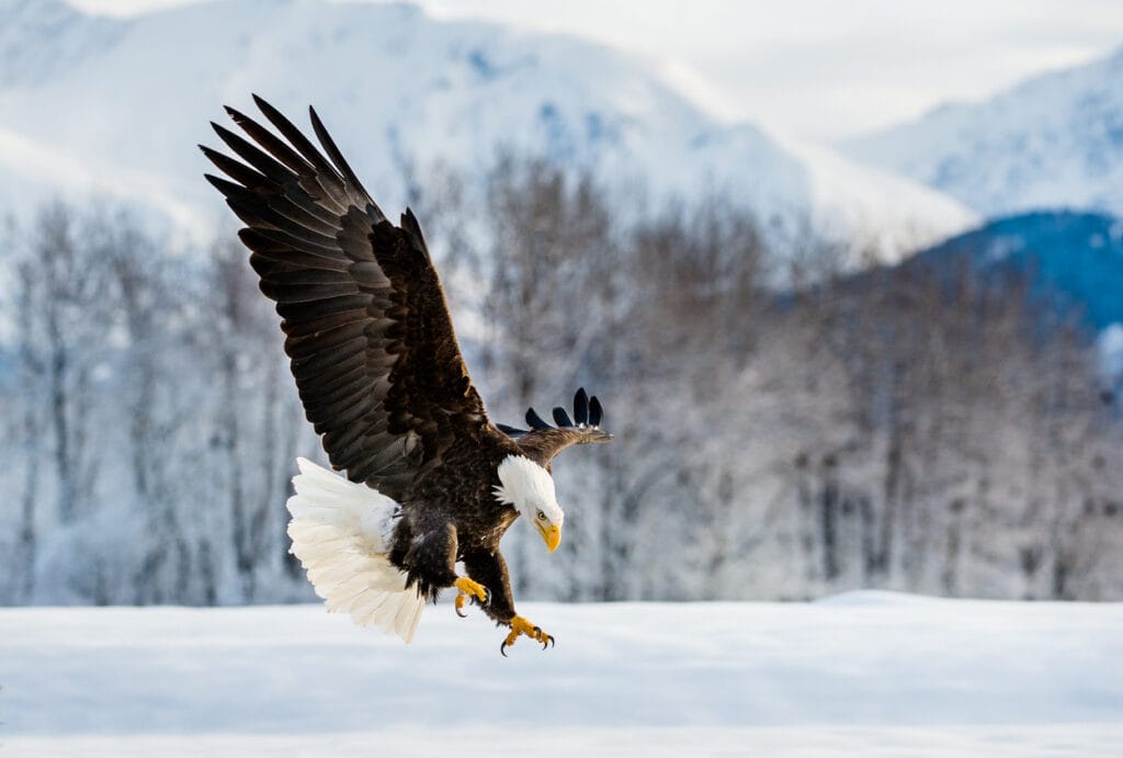 bald eagle in snow