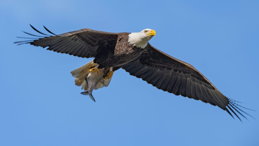 bald eagle with fish