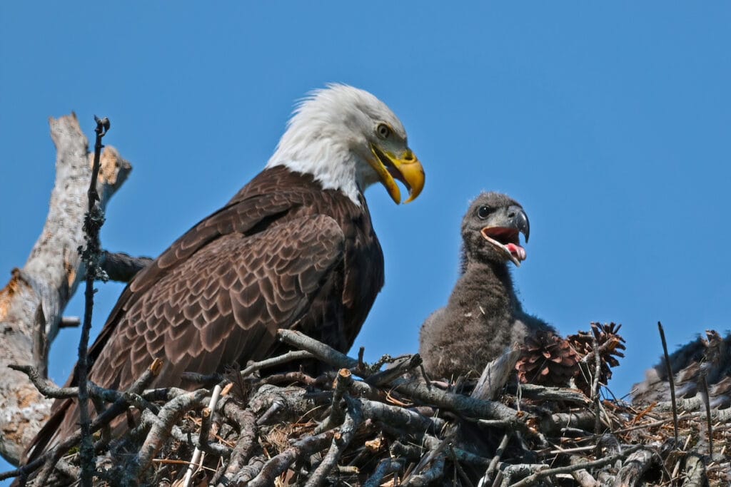bald eagle with chick