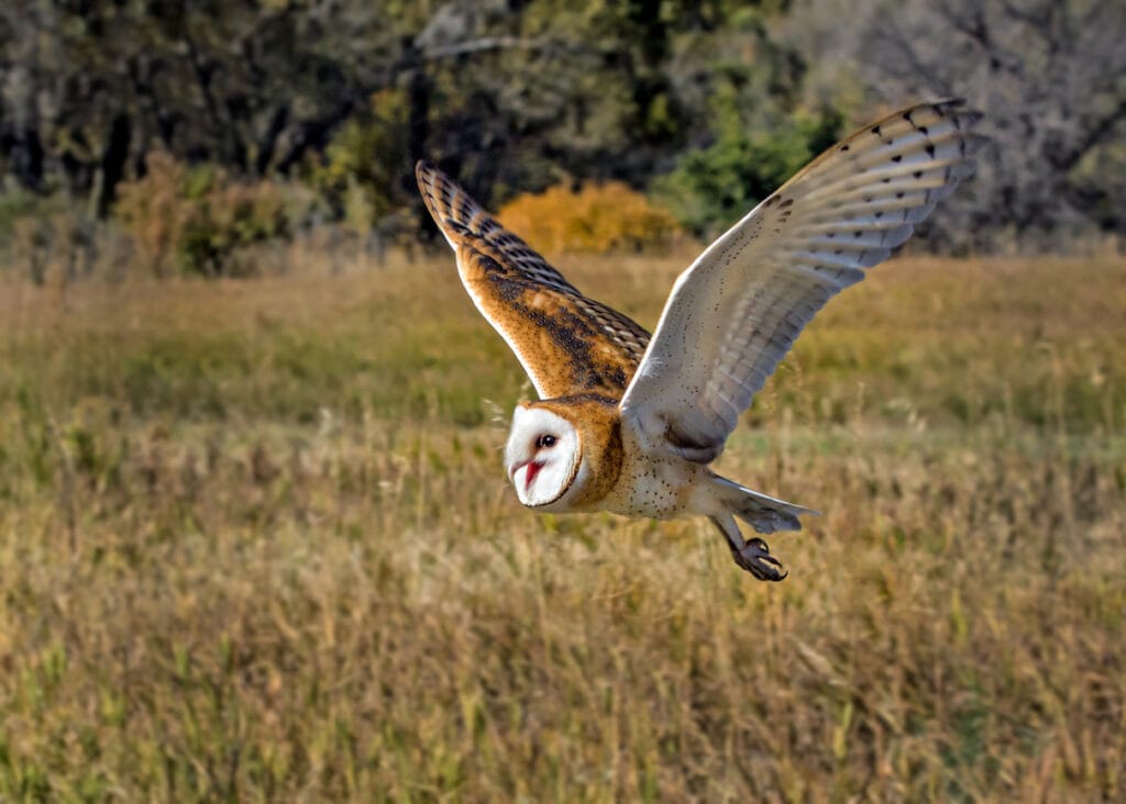 barn owl flying