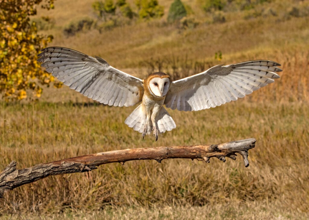 barn owl landing