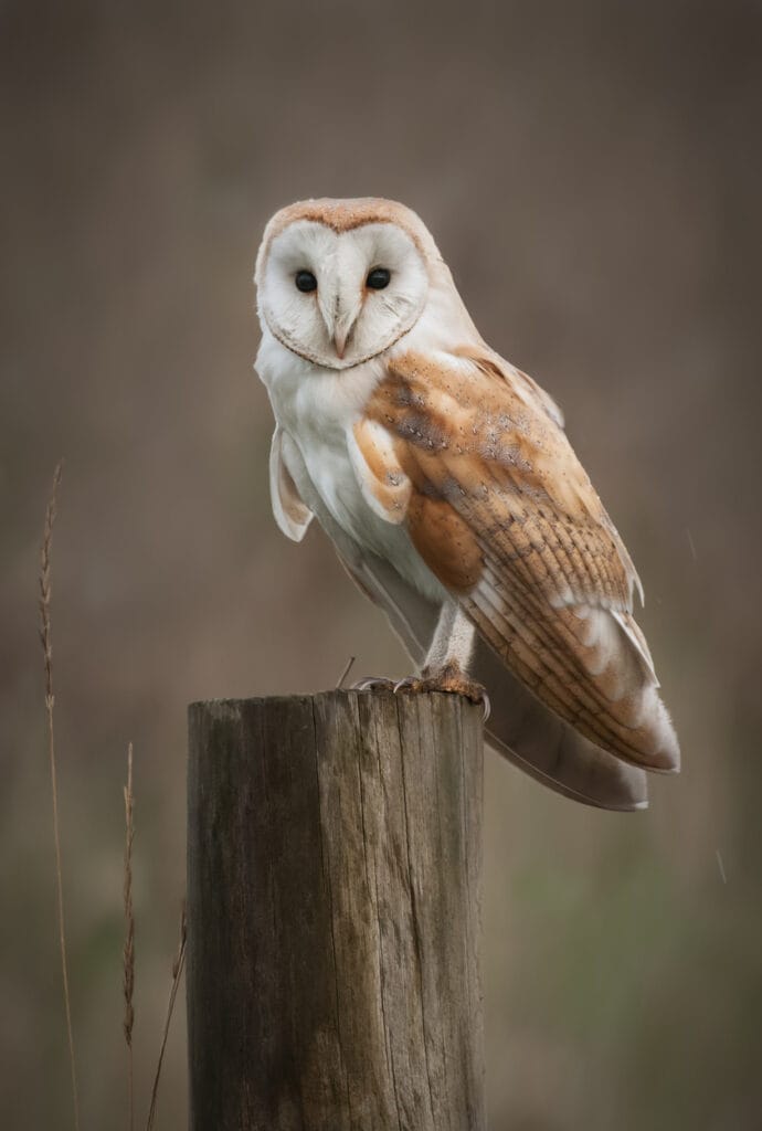 Barn Owl Portrait