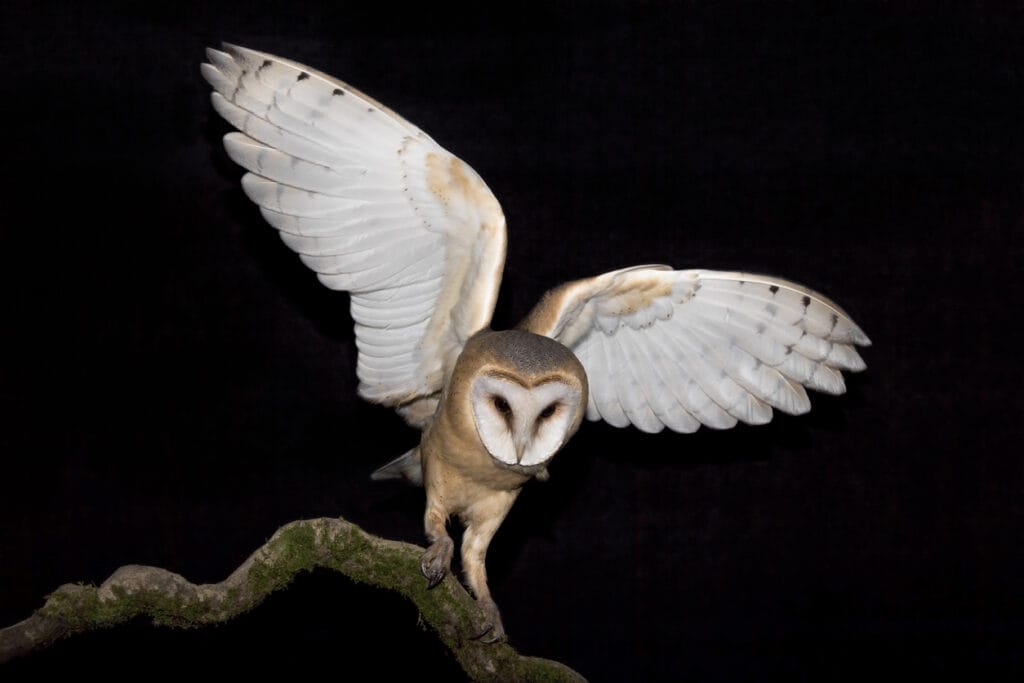 barn owl taking off