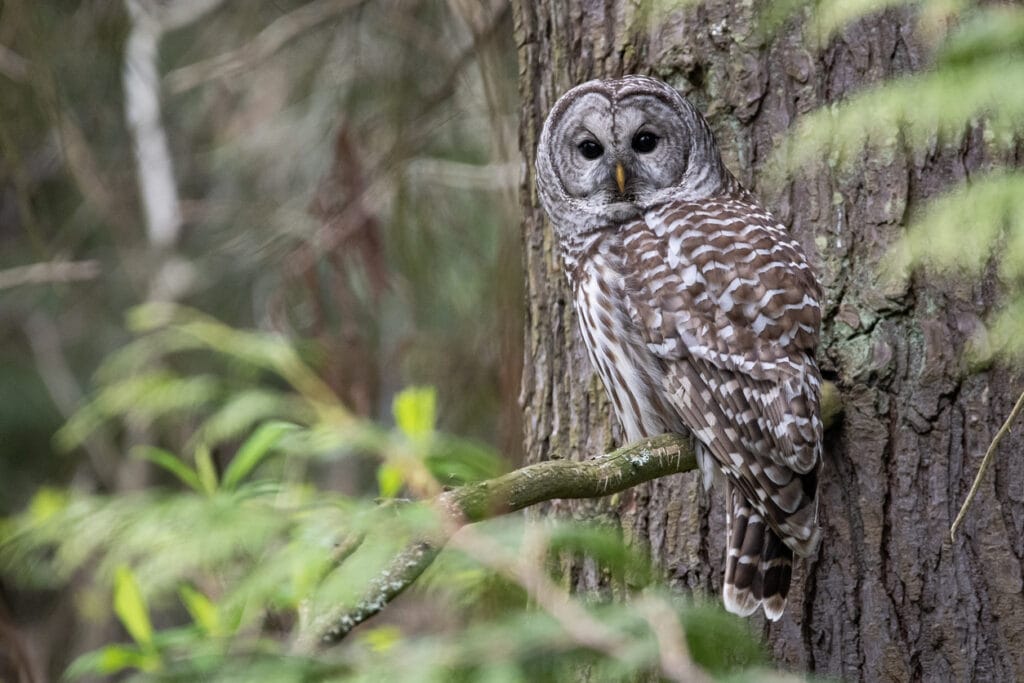 barred owl on a tree