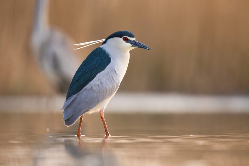 black crowned night heron