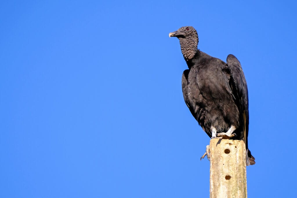 black vulture