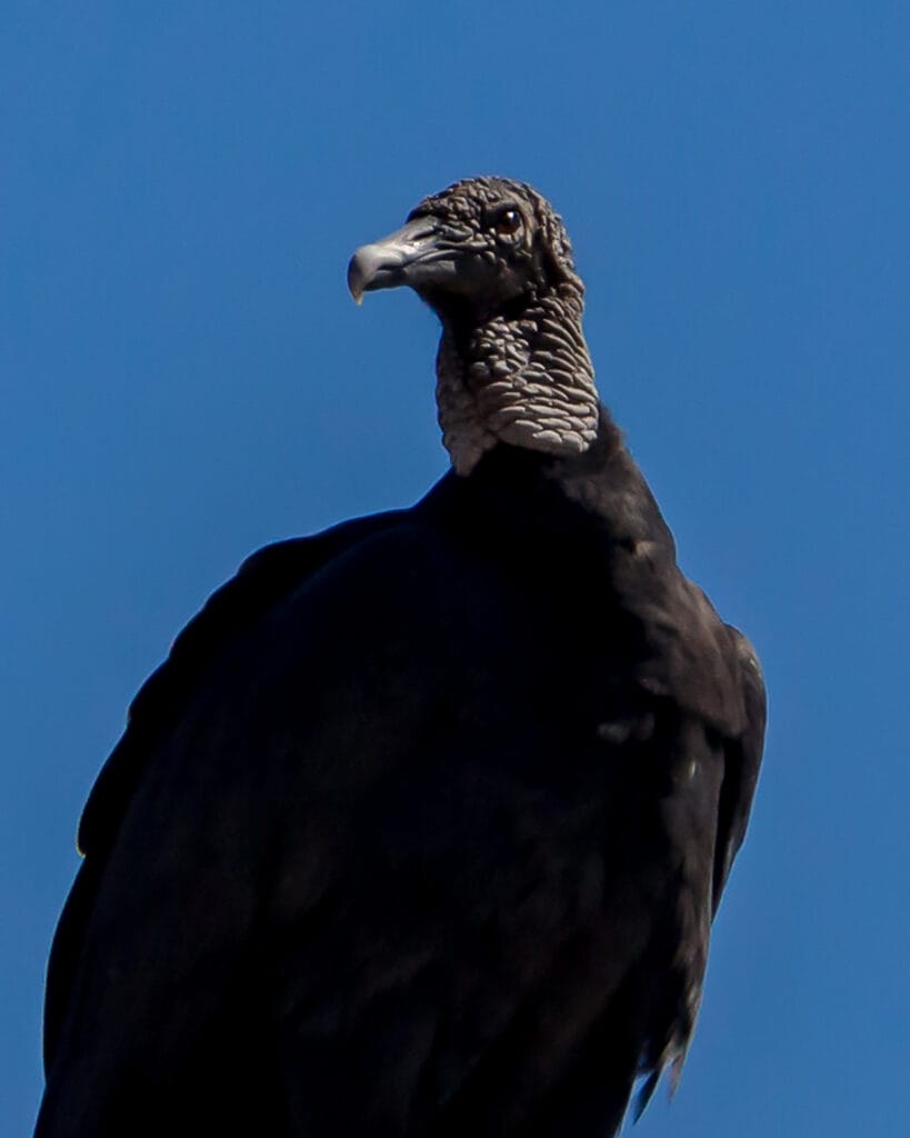 black vulture close up