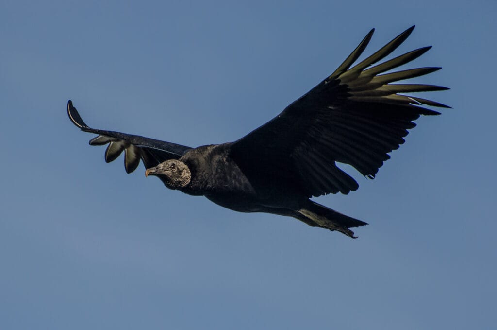 black vulture flying