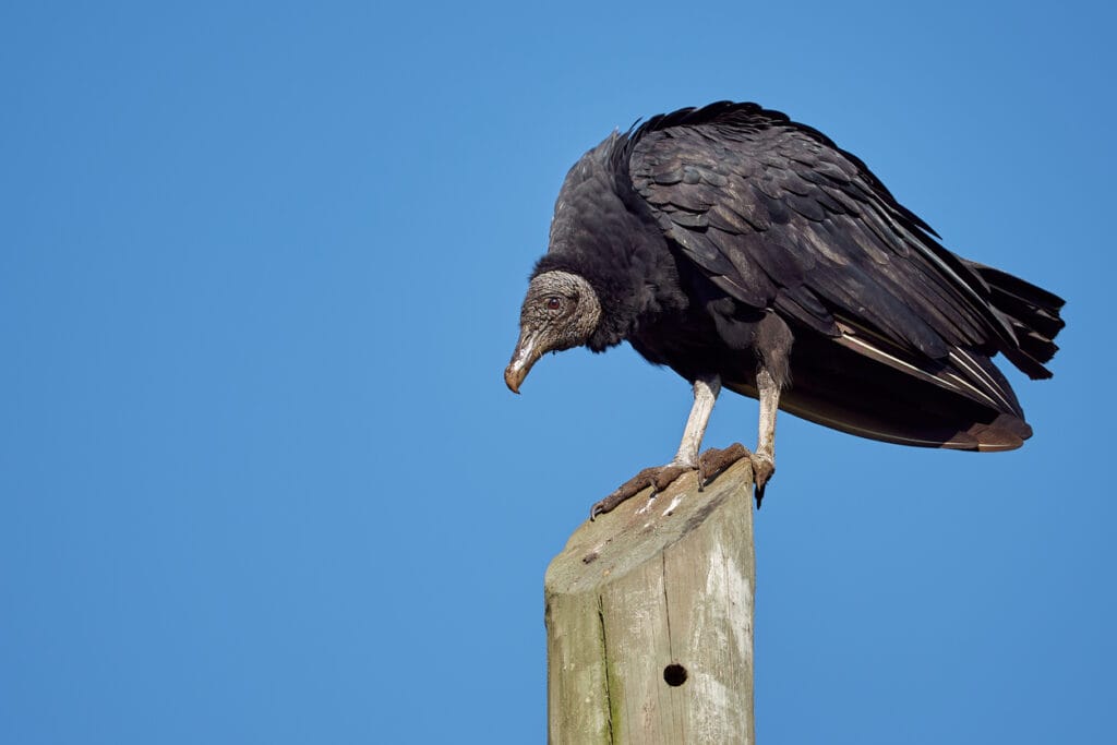 black vulture on power poll