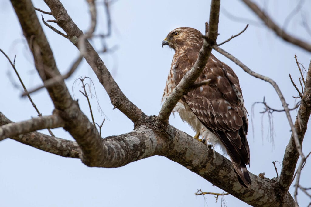 broad winged hawk