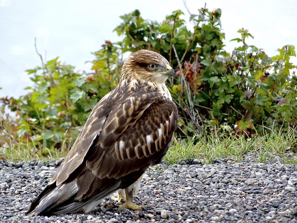 broad-winged hawk on the ground