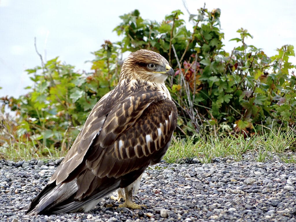 Broad-winged hawk