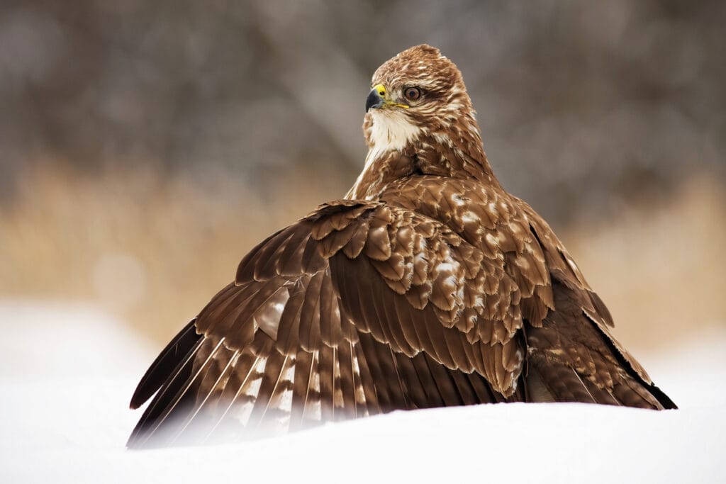 broad winged hawk on the ground