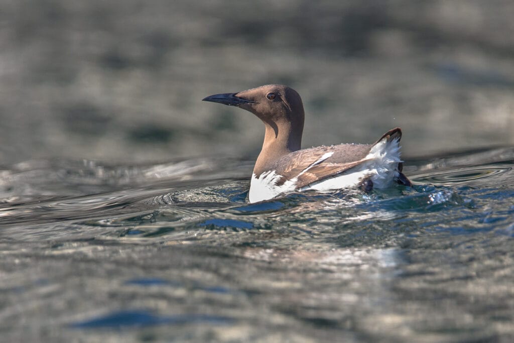 common murre swimming