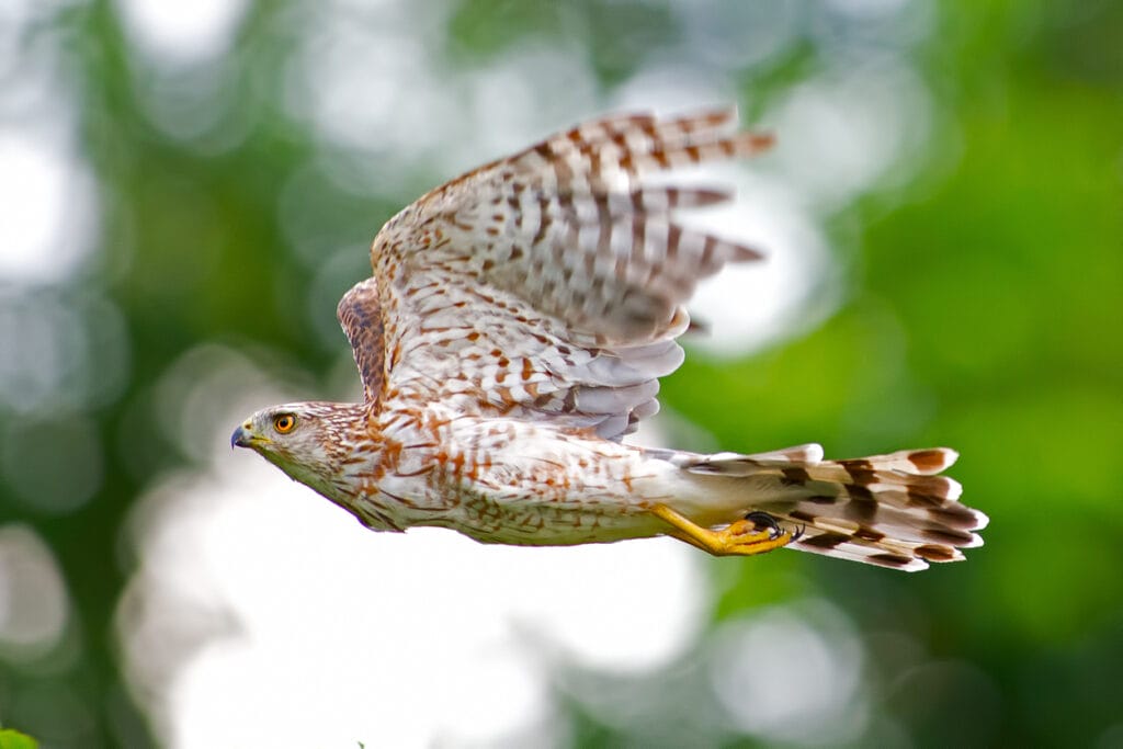 cooper hawk flying