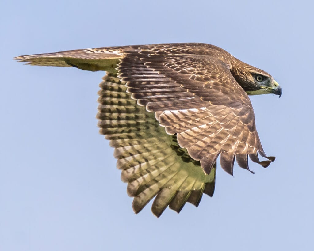 coopers hawk flying