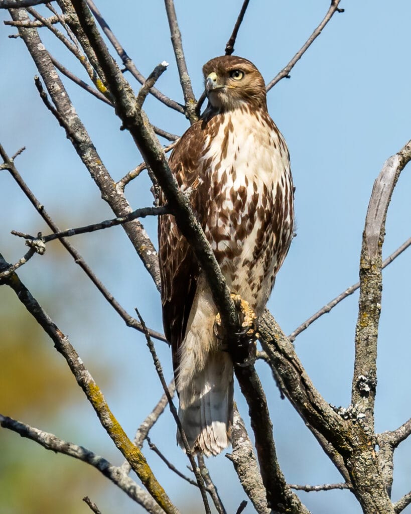 Coopers Hawk